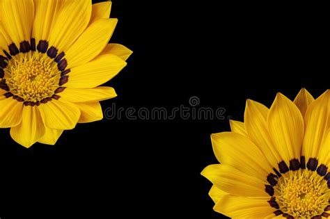 Part Of Beautiful Yellow Flower On A Black Background Stock Photo