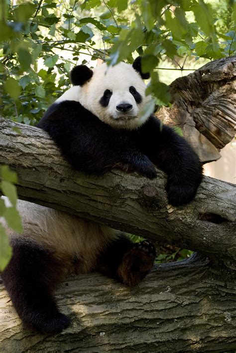 Tian Tian Tian Tian The Male Giant Panda Was Born On Aug Flickr