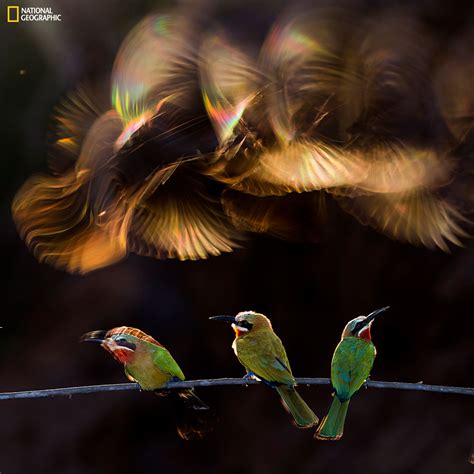 The Winners From The 2015 National Geographic Photo Contest 13 Photos