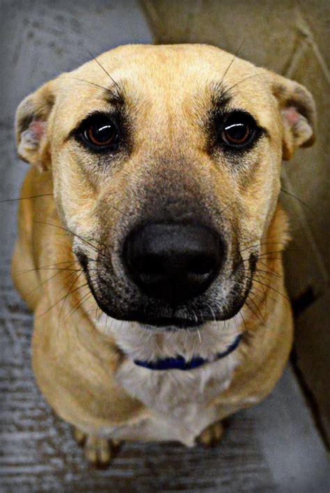 Adopt Hailey On Petfinder Black Mouth Cur Dog Dog Kennel Cover