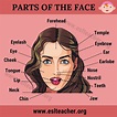 Human Face Parts Details / Parts of the Face in English Human Head ...