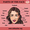 Parts of the Face: Useful List of 15+ Face Parts Names in English ...
