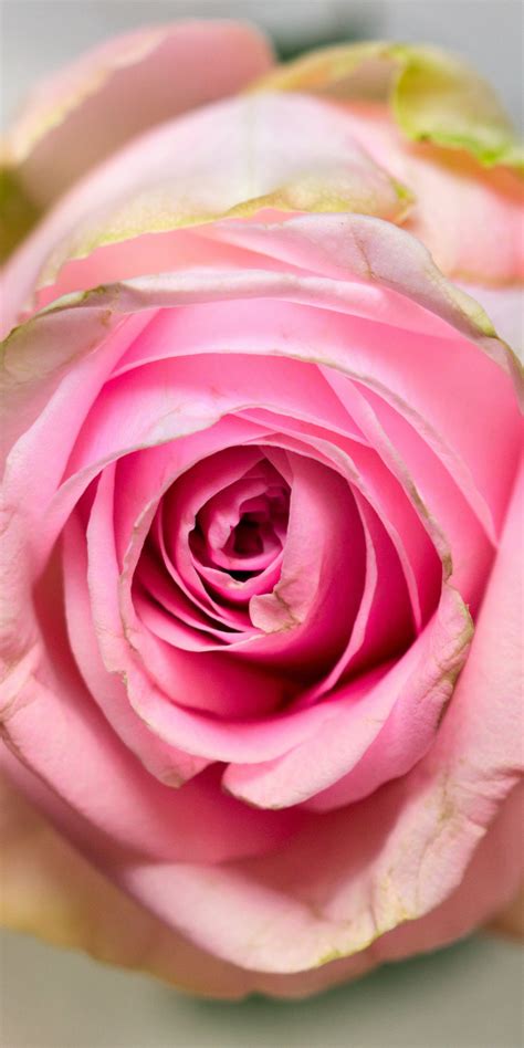 Download Wallpaper 1080x2160 Pink Rose Fresh Close Up Honor 7x