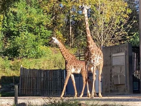 Greenville Zoo Announces Giraffe Pregnancy