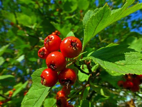 Free Images Tree Nature Branch Fruit Berry Leaf Flower Food