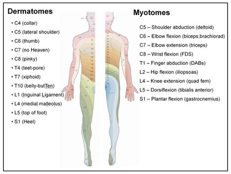 Dermatomes And Myotomes Of Upper Limb Netter Medical Images My XXX