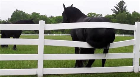 Horses Itchy Butt Hysterically Breaks Fence
