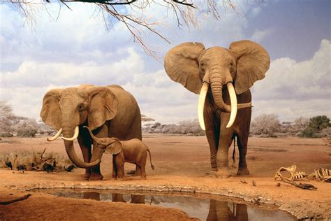 African Animal Desktop Wallpapers Top Free African Animal Desktop