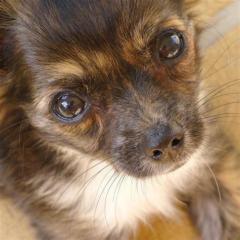 Puppy Dog Eyes Cute · Free Photo On Pixabay