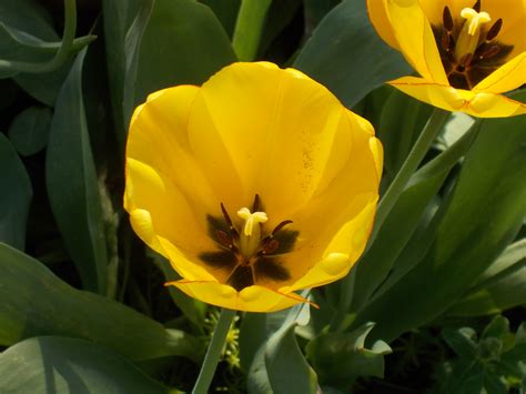 Free Stock Photo 16997 Yellow Tulip Freeimageslive