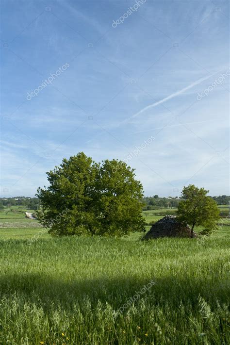 Trees On Grass Field ⬇ Stock Photo Image By © Mrkornflakes 10800180