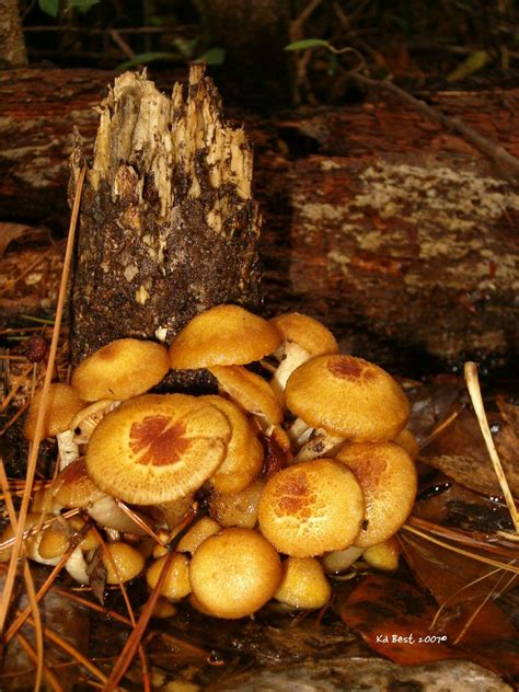 Mushrooms And Stump Orange Stump Mushroom Growing In A Oak S Flickr