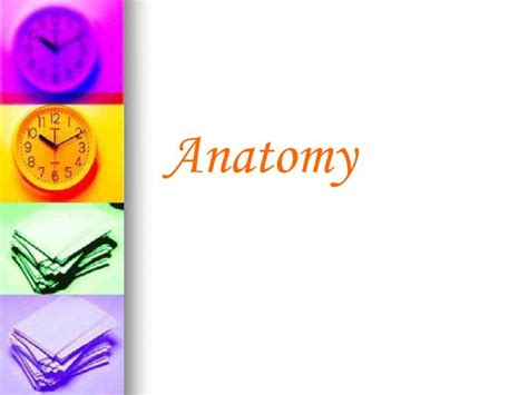 Ppt Anatomy Powerpoint Presentation Free Download Id4844374