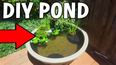 We look forward to meeting you and serving you soon. Cheap DIY BACKYARD MINI Pond! - YouTube