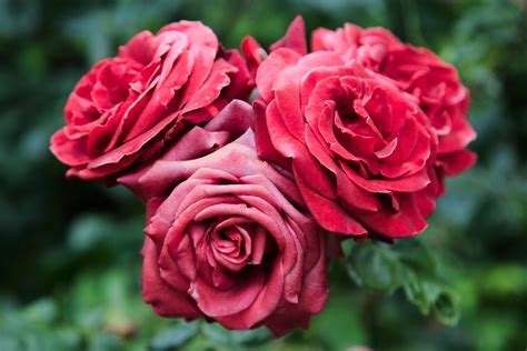 Wallpaper Mawar Merah Bunga Closeup Bloom Tanaman Hd Layar Lebar
