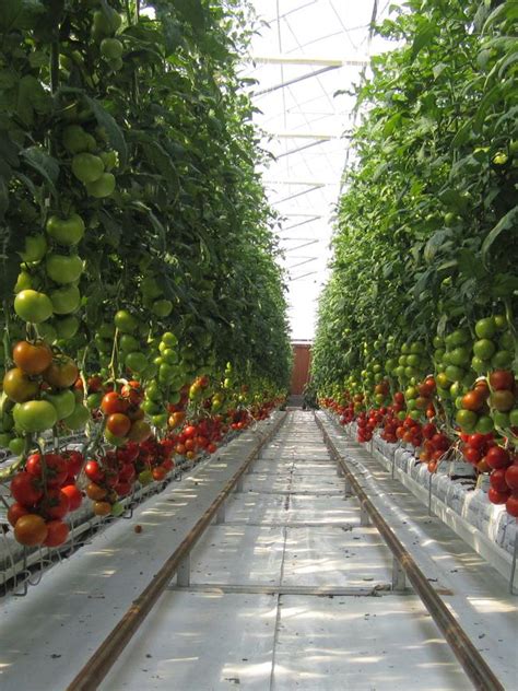 Sundrop Farms 150m Plus 20ha Port Augusta Greenhouse Complex To