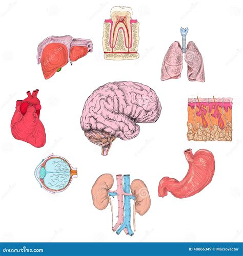 Órganos Humanos Fijados Ilustración Del Vector Ilustración De Goma