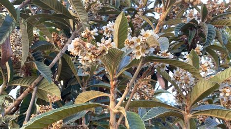 Bees Working Hard On Loquat Tree Blossom On Thanksgiving Day Youtube