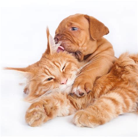 Introducing Your Puppy To Your Cat The Happy Puppy Site