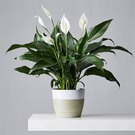 How To Grow And Care For Peace Lilies