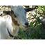 Goat Breeds  HubPages