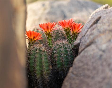 The harsh arizona desert is dotted with colour in the spring. Wild Desert Spring Bloom Cactus Flowers Stock Image ...