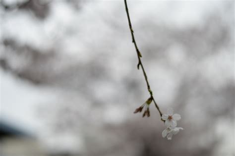 Wallpaper Japan Nature Snow Winter Branch Frost Cherry Blossom