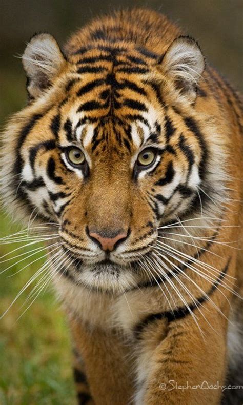 The Eyes Of The Tiger Penetrate You Tiger Pictures Sumatran