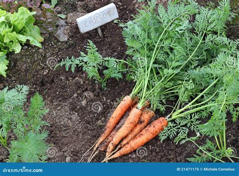 Carrots In The Garden Royalty Free Stock Photo Image 21471175