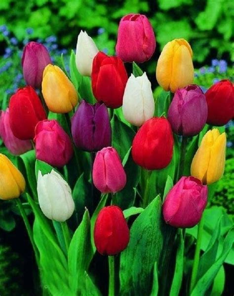 Los Tulipanes Y Su Inigualable Belleza Consejos Para Su Cultivo Plantas