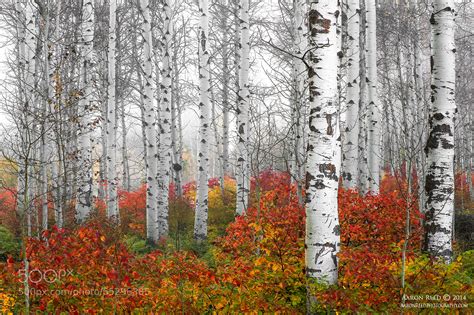 Echoes Of Fall Birch Trees Fall Color Washington State By Aaron Reed