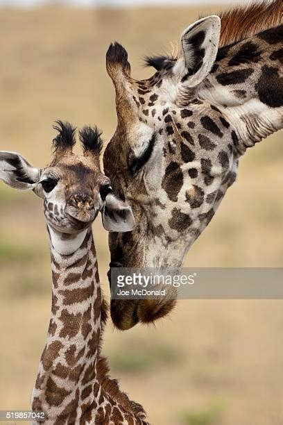Baby Masai Giraffe Photos Et Images De Collection Getty Images