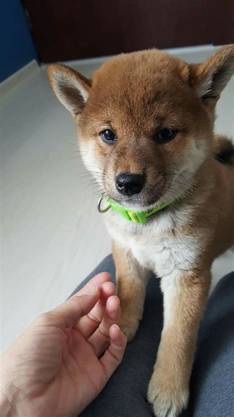 2 Months Shiba Inu Shiba Inu Dog Japanese Fox