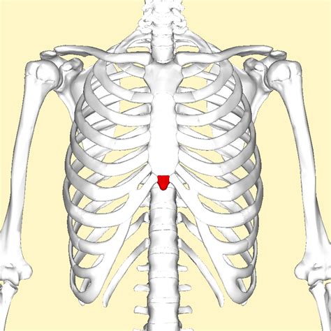 Filexiphoid Process Frontal2png Wikimedia Commons