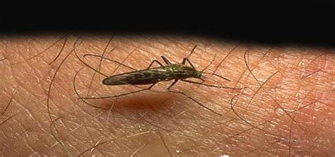 Ohio Reports New Zika Case Woub Public Media