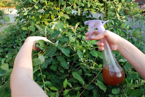 Make a typical baking soda spray by dissolving 1 teaspoon of baking soda into one quart of water. Doctorul Plantelor: STROPIRI BIO pentru LIVADĂ ȘI GRĂDINĂ ...