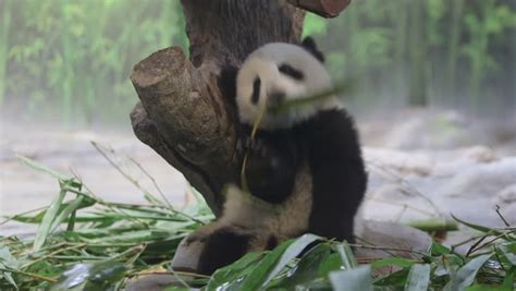 Six Months Old Pandashe Was Born In Chimelong Panda Centerone Of The