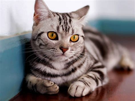American Shorthair Cat Breed Guide Spot®