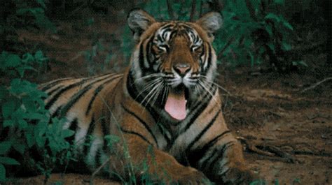 Tiger Yawn Gif Find Share On Giphy