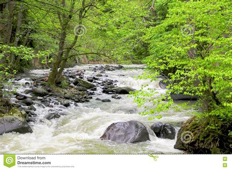 River Deep In Mountain Forest Stock Photo Image Of Clean Flow 74516960