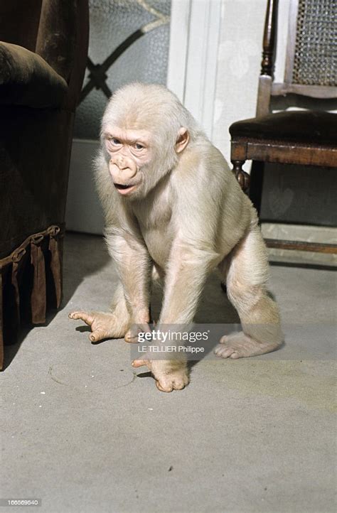 Snowflake The Albino Gorilla En Mai 1967 Portrait Dun Gorille