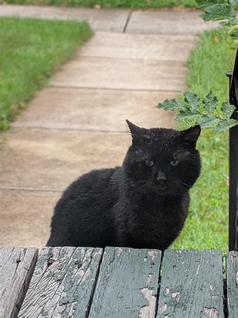 New Black Cat Missing Rlakewood