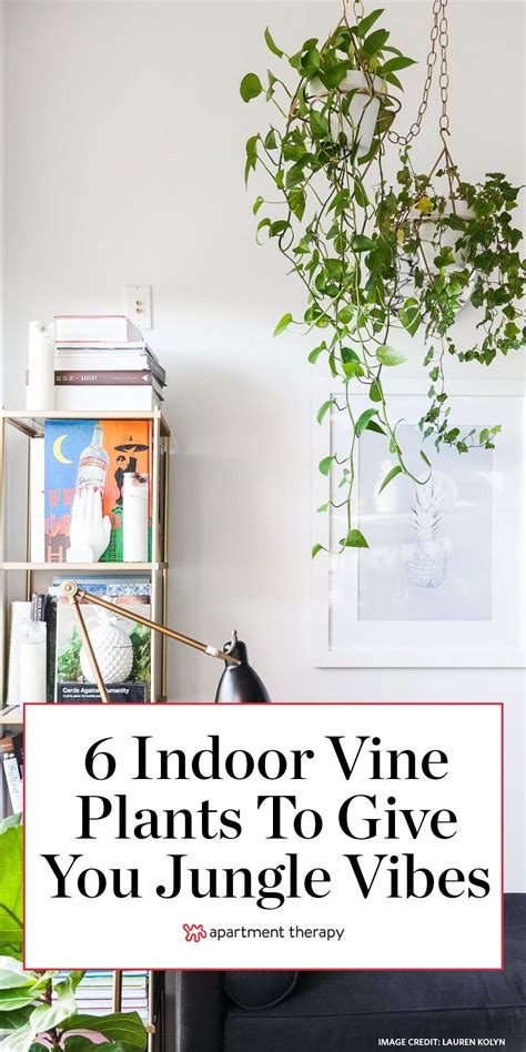These Indoor Vining Plants Give Your Home A Jungle Vibe Indoor Vines