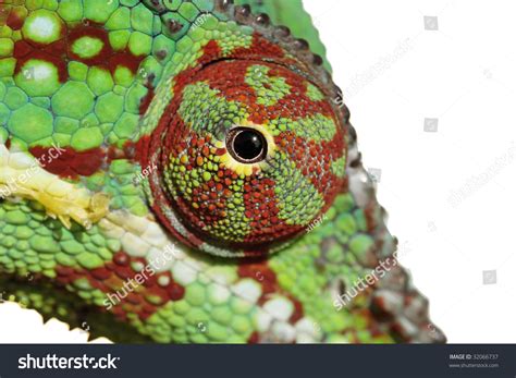 Chameleon Eye Stock Photo 32066737 Shutterstock