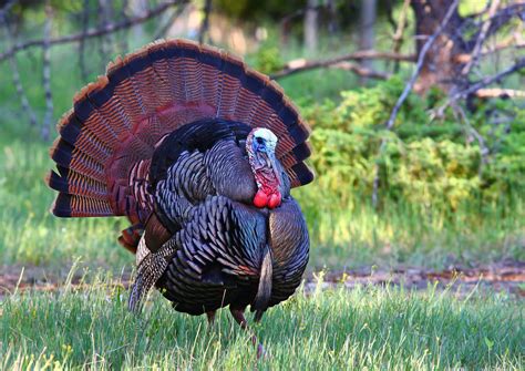 Surprising Facts About Turkeys