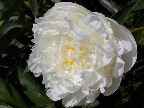 White Peony Free Photo Download Freeimages