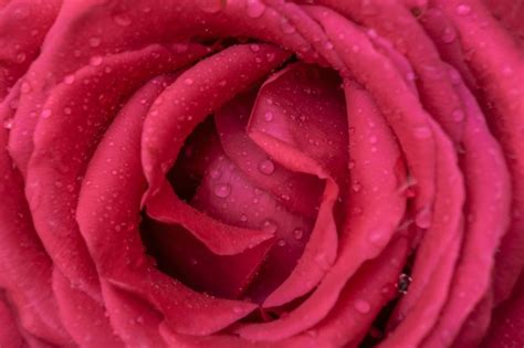 Premium Photo Texture Of Pink Rose Bud In Water Drops
