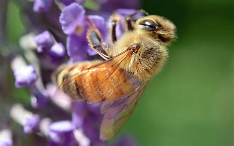 A Fuzzy Honeybee Goes About His Days Work Day Work Fuzzy Animals