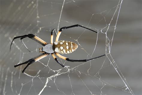 Top 10 Most Dangerous Spiders In Australia Strayaman