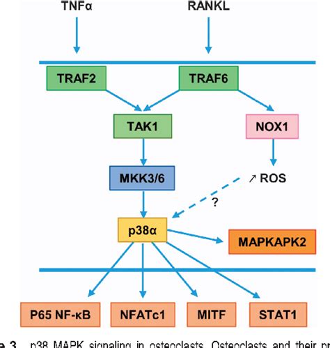 Pdf Focus On The P38 Mapk Signaling Pathway In Bone Development And Maintenance Semantic